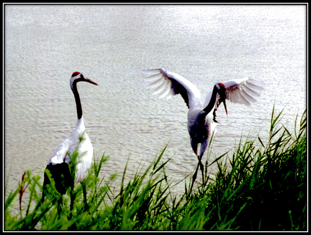 说明: http://china.cnr.cn/yaowen/201206/W020120606292250160948.jpg